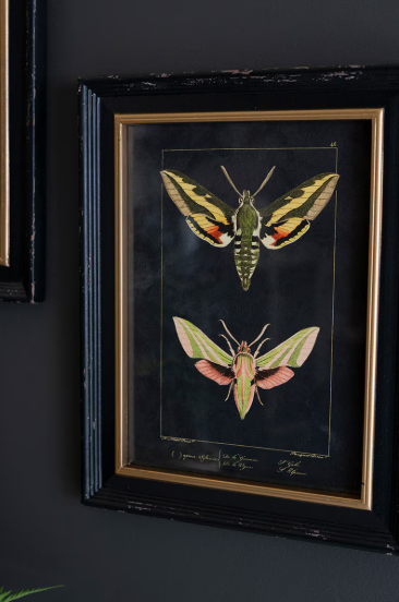 Framed Moth Painting - Bella Boutique