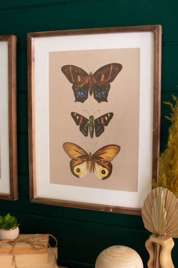 Framed Butterfly Prints