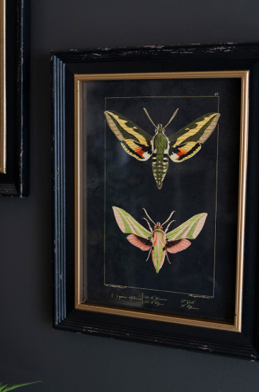 Framed Moth Painting