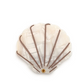 Living Royal Seashell Compact Mirror