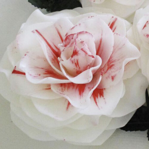 A'Marie's Heart of Amaryllis Soap